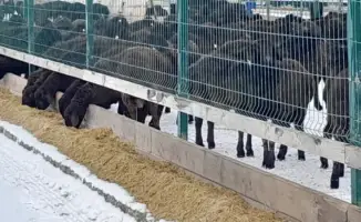 Едильбайские овцы: мясные гиганты Казахстана с рекордным выходом мякоти