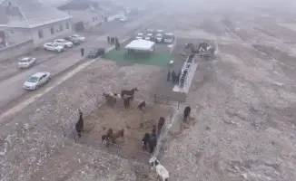 Цифровые следы жизни: как чипирование животных меняет ветеринарию в Туркестанской области