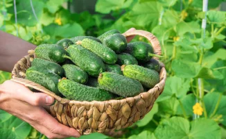 Цены на огурцы в Казахстане выросли после включения в СЗПТ