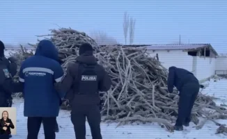 В Казахстане раскрыта группа, вырубавшая саксаул: угроза экологии и местным сообществам