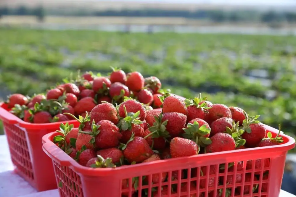 В САРЫАГАШСКОМ РАЙОНЕ ОБЪЕМ ВАЛОВОГО РЕГИОНАЛЬНОГО ПРОДУКТА ПРЕВЫСИЛ 380 МЛРД ТЕНГЕ (4)