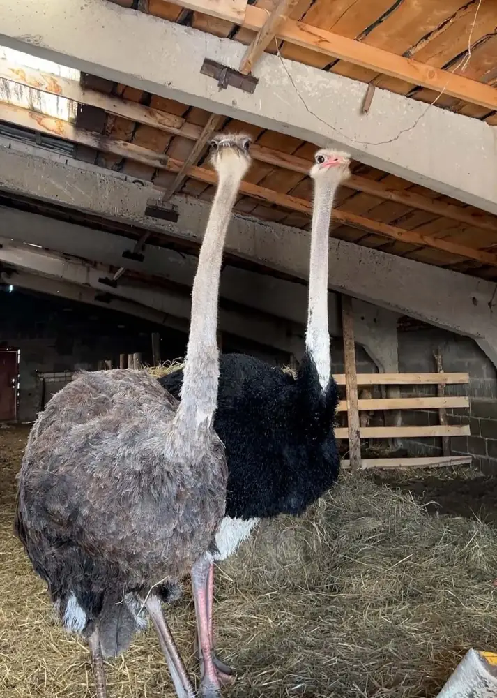 «Ауыл аманаты» - новый шанс для сельского предпринимательства (4)