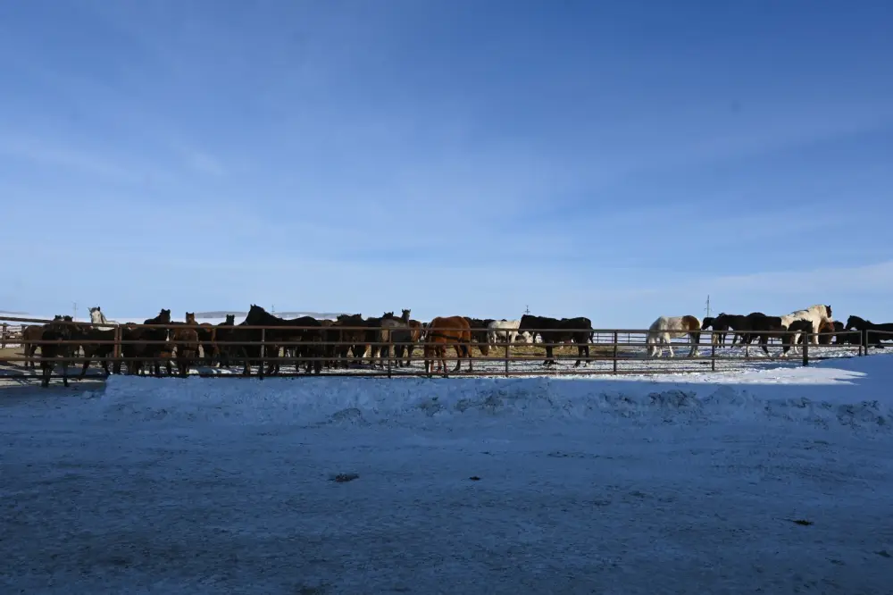 В ТОО «Агро LAKE» из Сандыктауского района развивается животноводство (4)