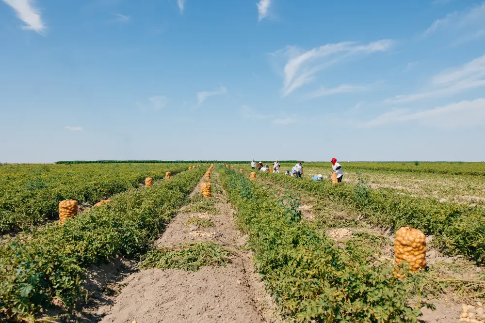К весенне-полевым работам в Атырауской области задействуют 780 единиц сельхозтехники (3)