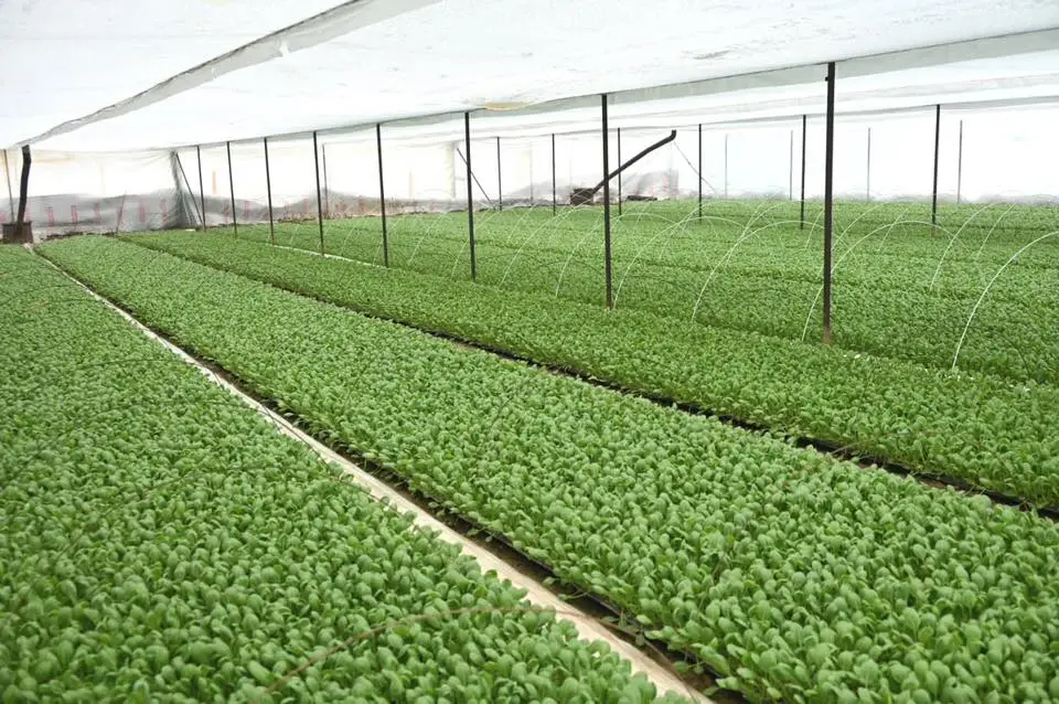 ТУРКЕСТАН: В ЖЕТЫСАЕ УСИЛИВАЕТСЯ РАБОТА ПО ЭФФЕКТИВНОМУ ИСПОЛЬЗОВАНИЮ ПРИУСАДЕБНЫХ УЧАСТКОВ (2)