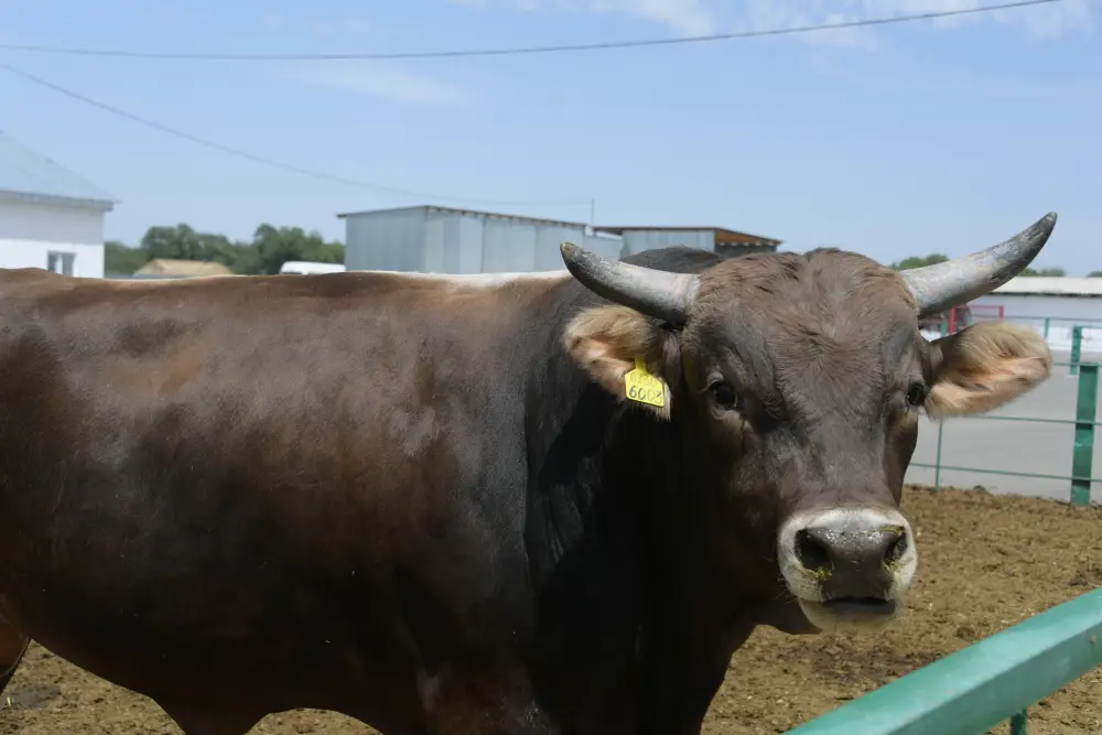 В области Жетісу более трех тысяч хозяйств занимаются животноводством (5)