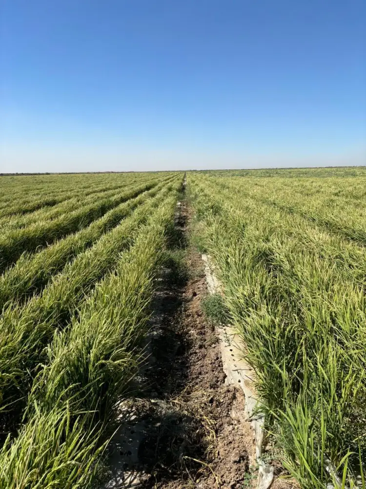 В ТУРКЕСТАНСКОЙ ОБЛАСТИ ВНЕДРЯЮТ НОВЫЕ ТЕХНОЛОГИИ ВЫРАЩИВАНИЯ РИСА ДЛЯ ЭКОНОМИИ ВОДЫ (3)