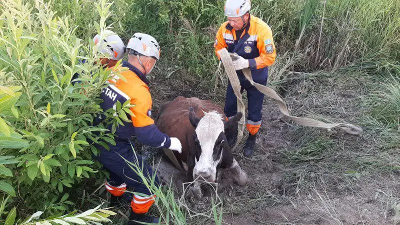 В 2025 году спасатели МЧС спасли более 400 животных по всей стране (9)