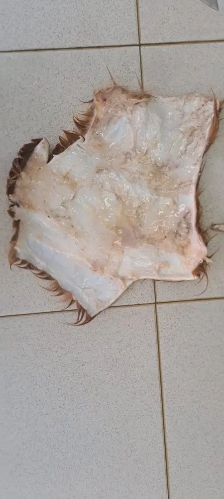 Ученые разрабатывают инновационную технологию сохранения шкур КРС (4)