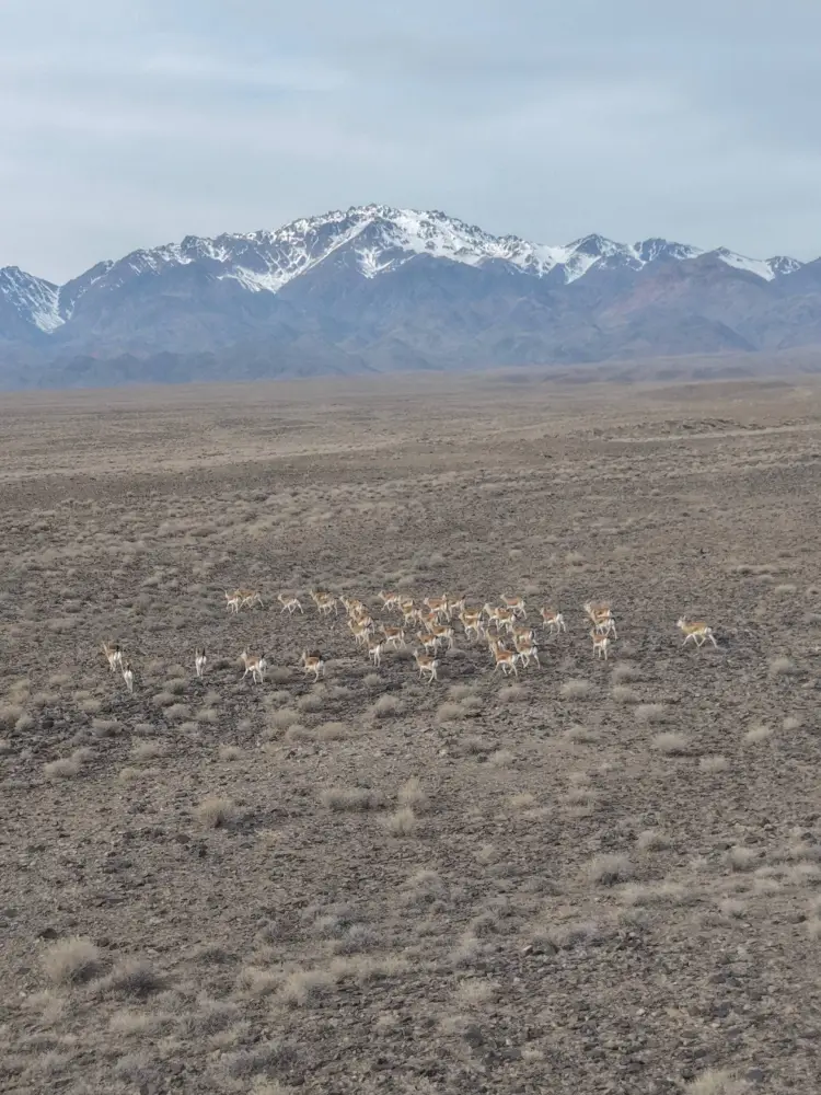В национальном парке Алтын-Эмель был проведён зимний учёт животных, занесённых в Красную книгу (5)