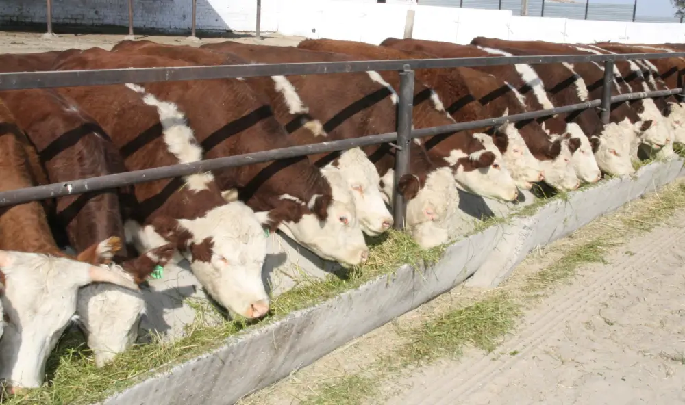В области Жетісу более трех тысяч хозяйств занимаются животноводством (10)
