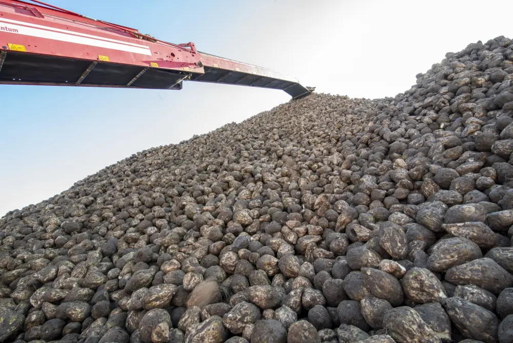 Все начинается с семян: в Жетісу используют раннеспелые сорта сахарной свеклы (3)