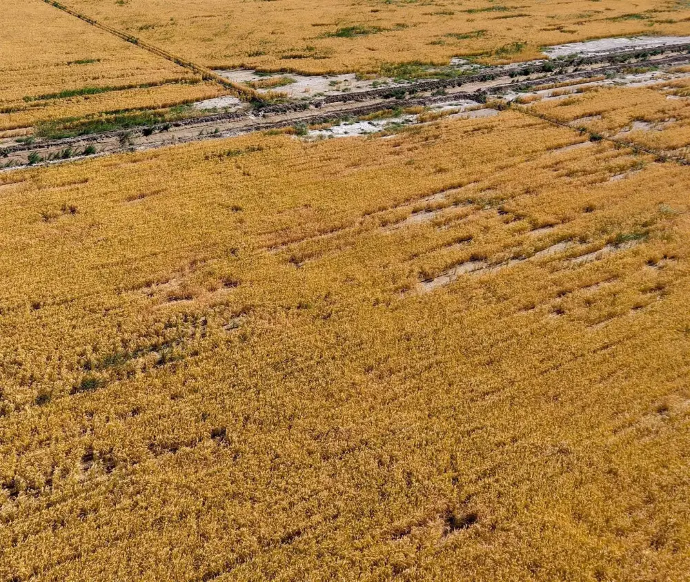 ТУРКЕСТАНСКАЯ ОБЛАСТЬ ЛИДИРУЕТ В РЕСПУБЛИКЕ ПО ВНЕДРЕНИЮ ВОДОСБЕРЕГАЮЩИХ ТЕХНОЛОГИЙ (2)
