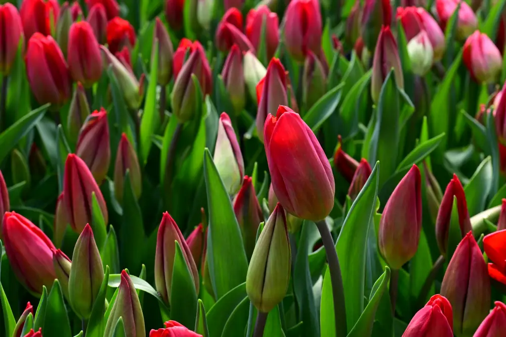 60 тысяч тюльпанов вырастила семья из Жетісу к 8 Марта (7)