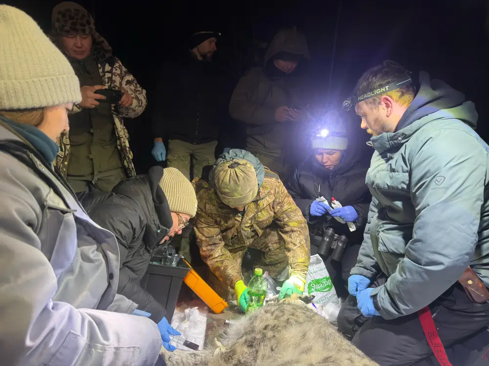 Снежному барсу установлен спутниковый ошейник для его защиты и мониторинга (3)