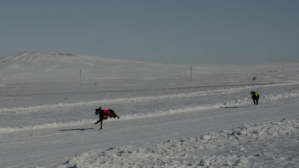 Традиции степи: самых быстрых тазы выбрали в Бухар-Жырауском районе (8)