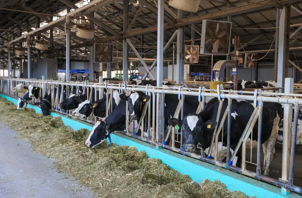 В области Жетісу более трех тысяч хозяйств занимаются животноводством (6)