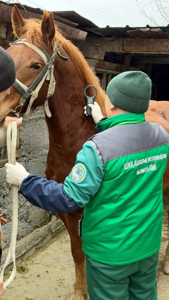 В Алматы бесплатно вакцинируют сельскохозяйственных животных (3)