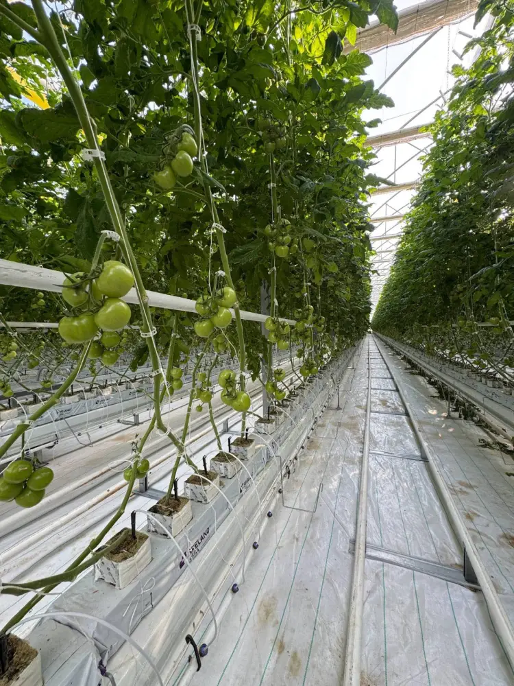 ПЕРВЫЕ ТОМАТЫ КРУПНЕЙШЕГО В КАЗАХСТАНЕ ТЕПЛИЧНОГО КОМПЛЕКСА «ЭКОКУЛЬТУРА ЕВРАЗИЯ» В ТУРКЕСТАНСКОЙ ОБЛАСТИ ВЫШЛИ НА РЫНОК (2)