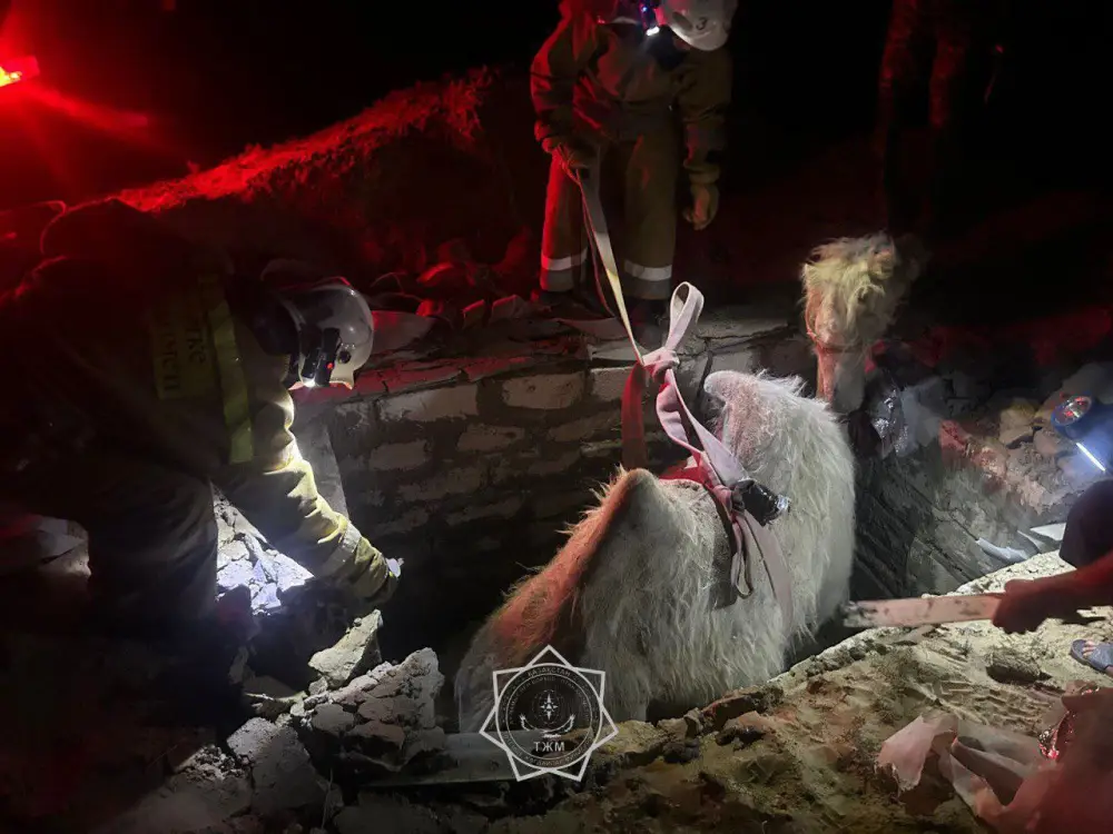 В 2025 году спасатели МЧС спасли более 400 животных по всей стране (5)