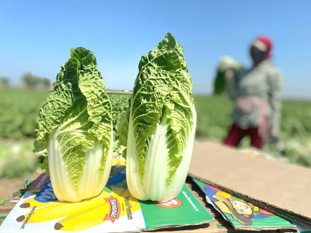 ОБЪЁМ СЕЛЬСКОХОЗЯЙСТВЕННОЙ ПРОДУКЦИИ ЖЕТЫСАЙСКОГО РАЙОНА ПРИБЛИЗИЛСЯ К 120 МЛРД ТЕНГЕ (3)