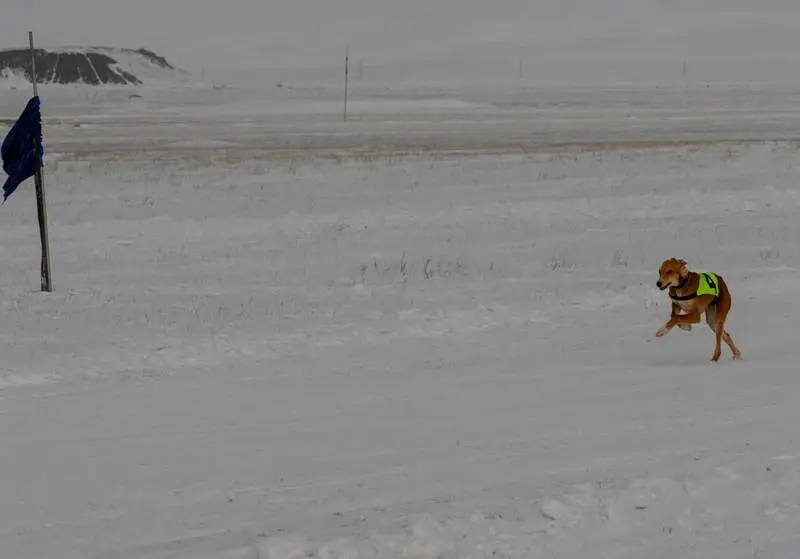 Традиции степи: самых быстрых тазы выбрали в Бухар-Жырауском районе (2)