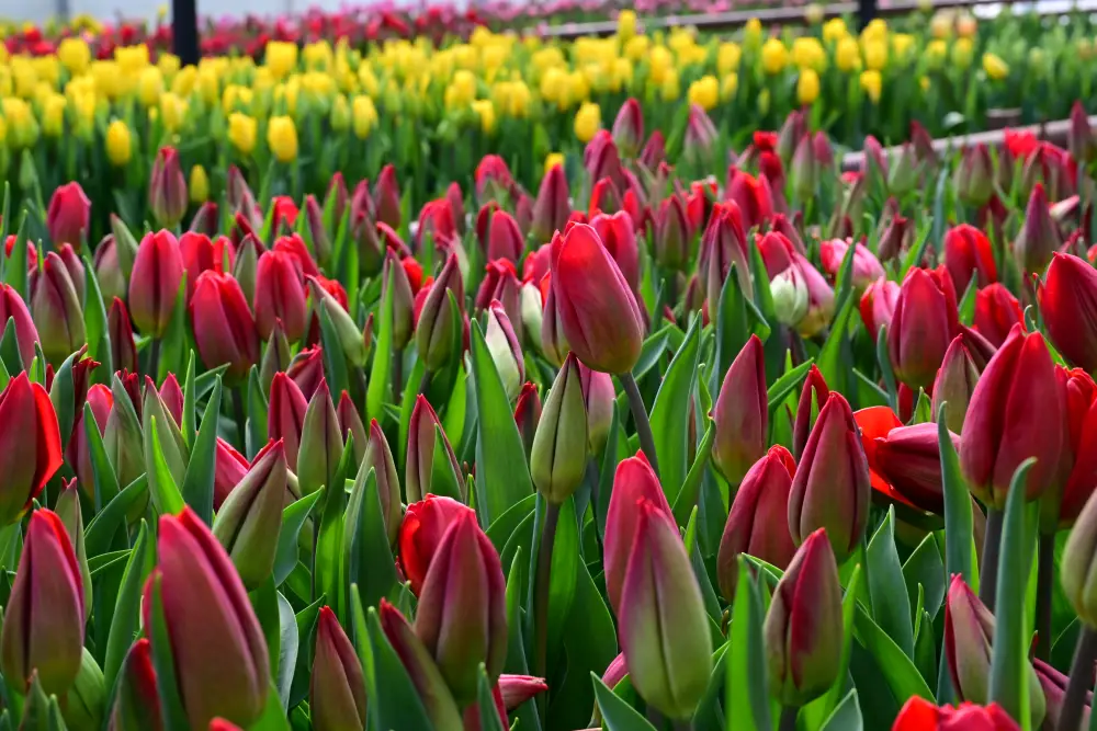 60 тысяч тюльпанов вырастила семья из Жетісу к 8 Марта (8)