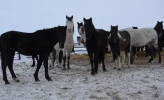 На ферме ТОО «Агро LAKE» в Сандыктауском районе внедряются современные технологии в животноводстве