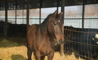 В Жетісу более трех тысяч хозяйств активно занимаются животноводством, поголовье сельхозживотных достигло 2,3 млн.