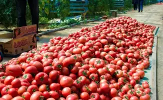 Мактааральский район достиг рекорда в производстве сельхозпродукции: 85,7 млрд тенге за прошлый год