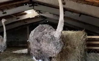 Развитие сельского предпринимательства: фермер Есенбек Мурсалимов запускает производство мяса страусов в Восточно-Казахстанской области