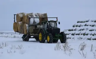 ТОО «Свободное» увеличивает поголовье скота в Сандыктауском районе до 3000 голов к 2028 году
