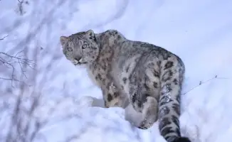 Установка спутникового ошейника на снежного барса: шаг к устойчивой защите и мониторингу вида