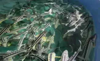 Внедрение системы E-Fish в аквакультуре с 2027 года: новые возможности для мониторинга и учета