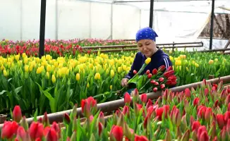 Семейный бизнес из Жетісу: как выращивание тюльпанов объединяет поколение к Международному женскому дню