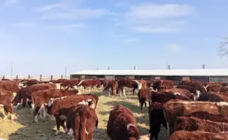 Рост племенных хозяйств в Аксуатском районе: 112 на 2025 год