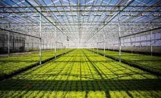 Тепличный оазис в Туркестане: 42 миллиарда тенге на свежие овощи и новые рабочие места
