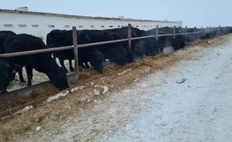 Племенное хозяйство: от коровы до лошади — успех!