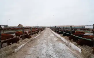 Мясной кластер на горизонте: 4 300 калмыков в пути!