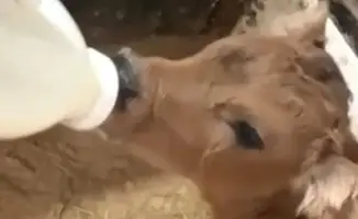 От молока до бренда: как традиции становятся успехом