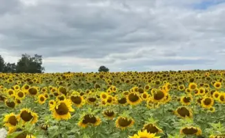 Строительство завода по подработке семян в Восточно-Казахстанской области: шаг к развитию отечественного семеноводства