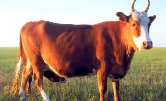 Введение 4 300 голов КРС калмыцкой породы усилит аграрный потенциал Акмолинской области