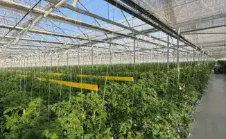 Запуск тепличного комплекса «Экокультура Евразия»: первый урожай томатов для внутреннего рынка Казахстана