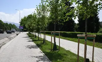 В Алматы планируют увеличить озеленение до 15 кв. м на человека к 2030 году