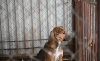 Решение проблемы бродячих животных в Жетісу