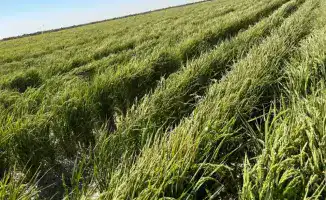 Внедрение капельного орошения в Туркестанской области снижает расход воды и увеличивает урожайность