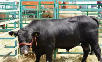 Рост производства мяса в Казахстане создает предпосылки для увеличения экспортных возможностей к 2030 году