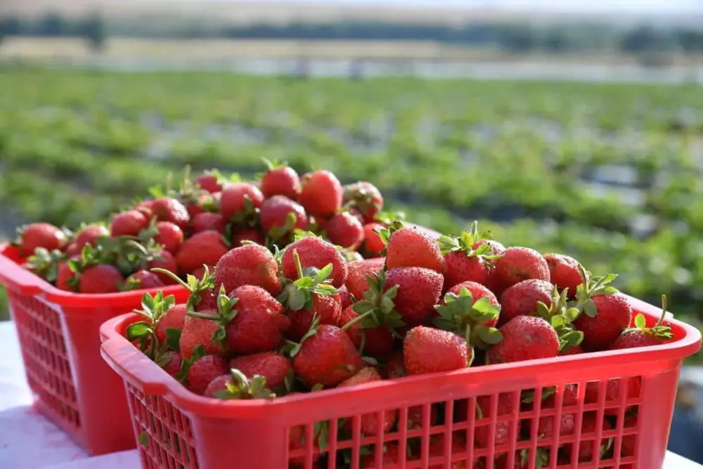 В ТУРКЕСТАНСКОЙ ОБЛАСТИ ЗА ТРИ ГОДА СОЗДАН 201 НОВЫЙ СЕЛЬСКОХОЗЯЙСТВЕННЫЙ КООПЕРАТИВ (4)