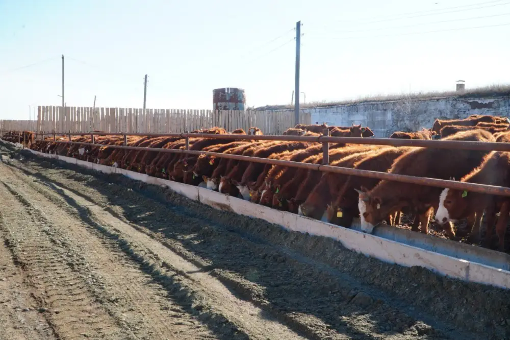 Калмыцкая порода КРС набирает популярность в Акмолинской области (8)