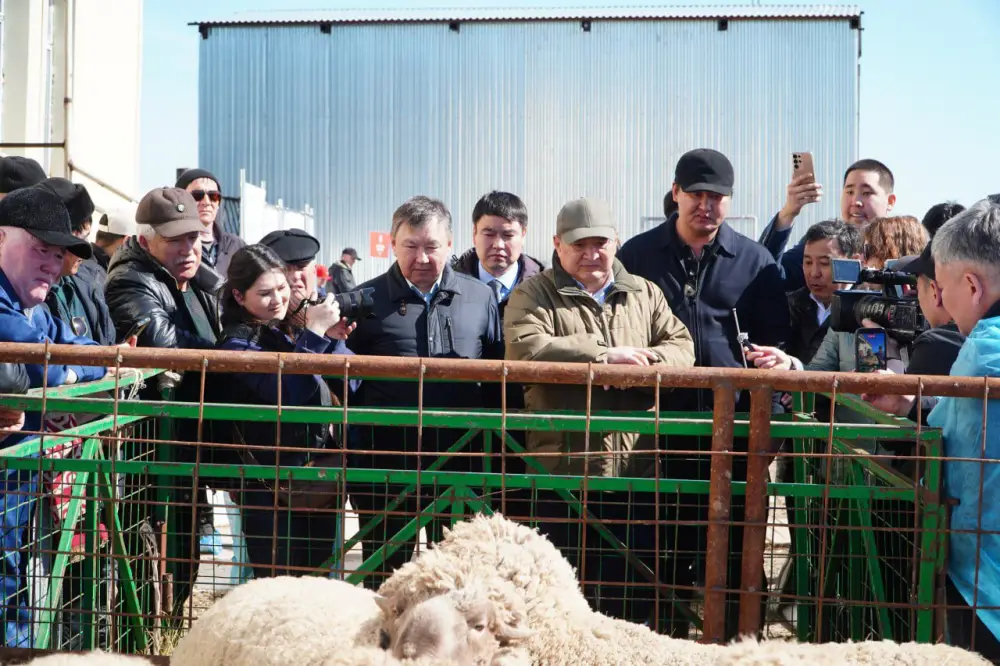 Калмыцкая порода КРС набирает популярность в Акмолинской области (10)